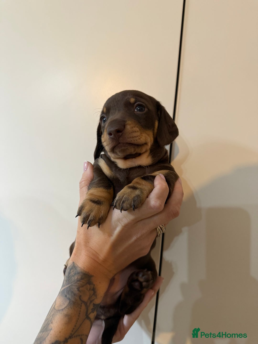 Miniature Dachshund dogs for sale: Two beautiful mini dash’s  - Image 6