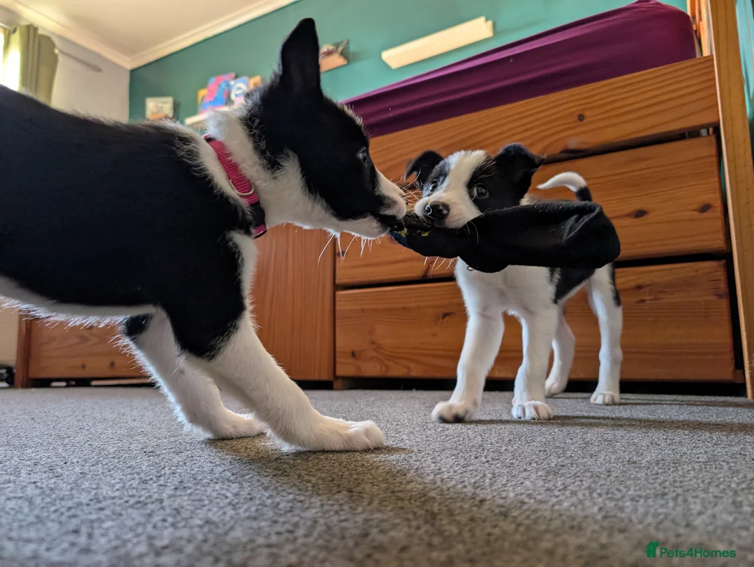 Border Collie dogs for sale: 2x border collie bitches. READY NOW - Advert 16