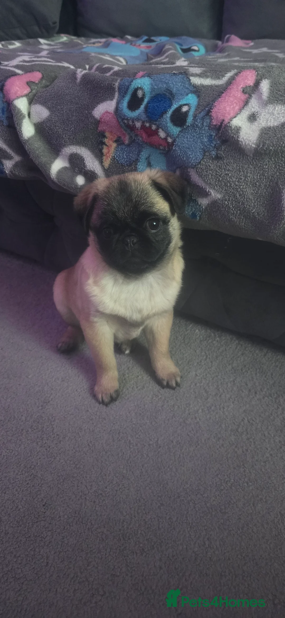 Pug dogs for sale: Girl  - Advert 1