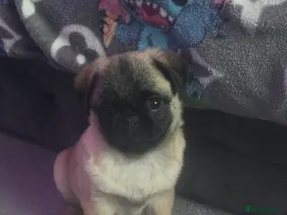 Pug dogs Girl - Advert 1