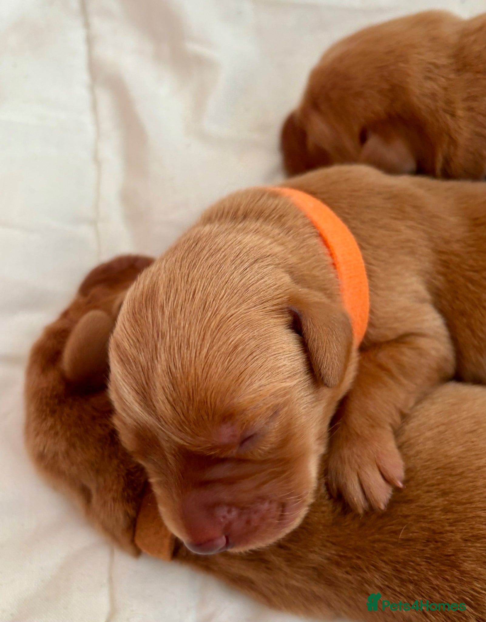 Labrador Retriever dogs Quality Best of Breed Lineage, Fox Red Lab Puppies - Advert 18