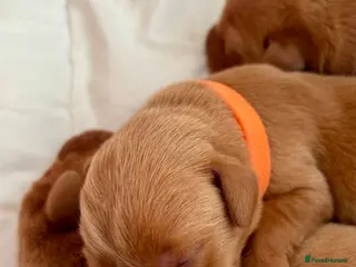 Labrador Retriever dogs Quality Best of Breed Lineage, Fox Red Lab Puppies - Advert 18