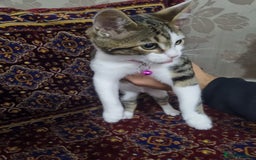 Bengal cats for sale: Bengal Kittens ( 14 WEEKS OLD )  - Image 14