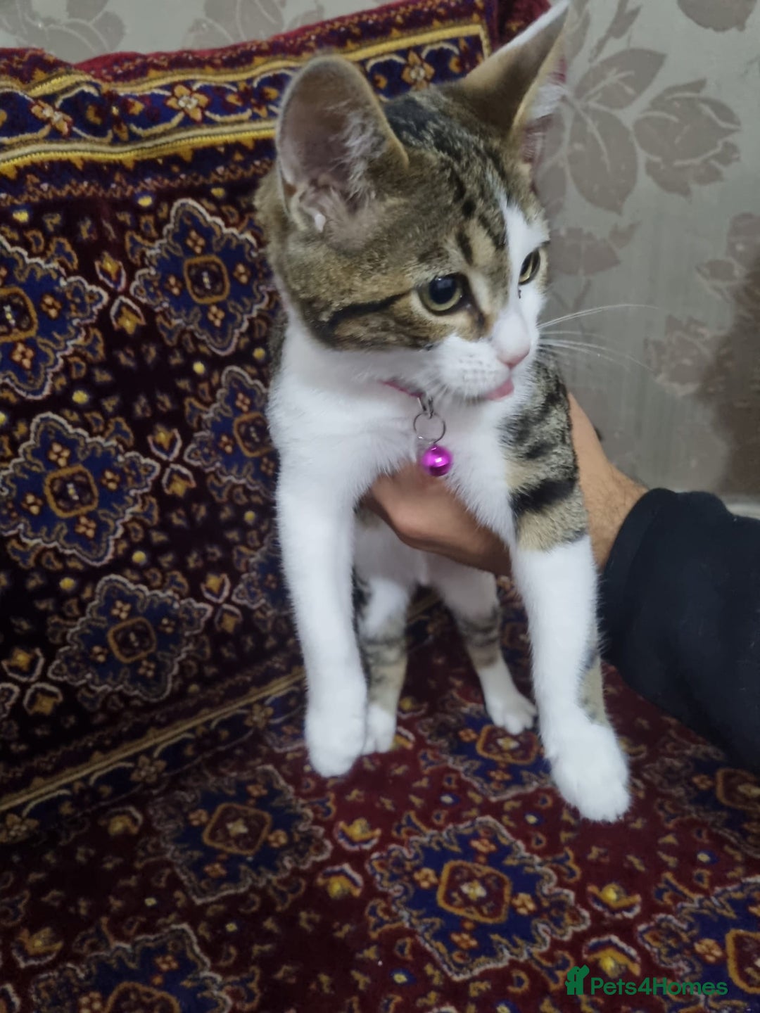 Bengal cats for sale: Bengal Kittens ( 14 WEEKS OLD )  - Image 14