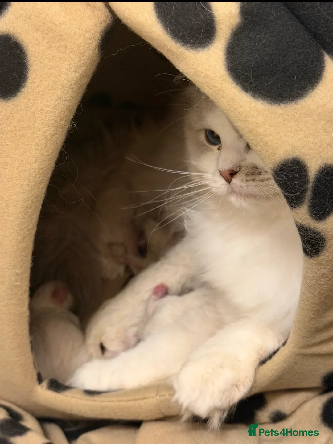 Ragdoll cats for sale: Blue Bi-Colour Lynx (European) - Advert 12