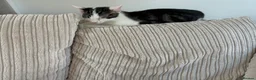 Domestic Shorthair cats for sale: FEMALE CATS LOOKING TO BE REHOMED - Advert 11