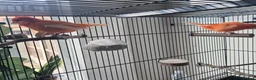 Canaries birds for sale: 2 bonded red factor canaries  - Advert 3
