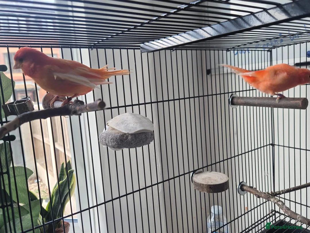 Canaries birds for sale: 2 bonded red factor canaries  - Advert 3