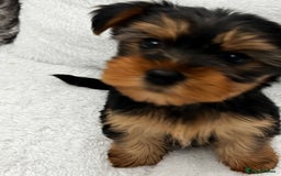 Yorkshire Terrier dogs for sale: Pedigree Yorkshire terriers ready to leave - Image 3