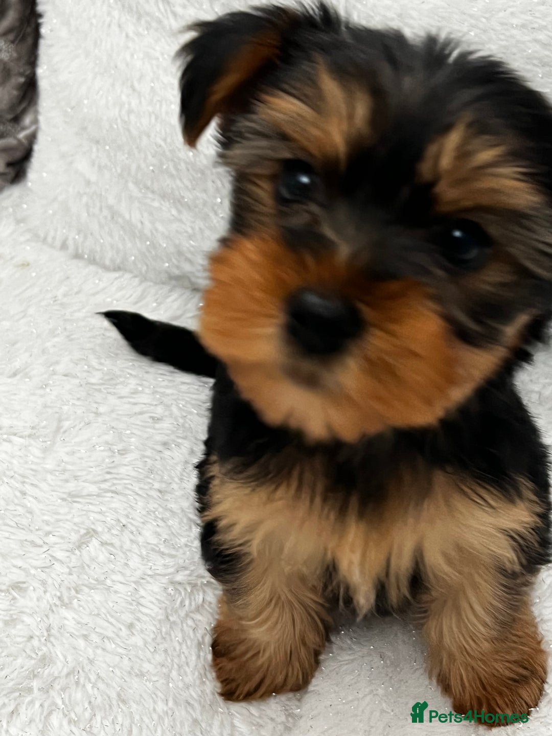 Yorkshire Terrier dogs for sale: Pedigree Yorkshire terriers ready to leave - Image 3