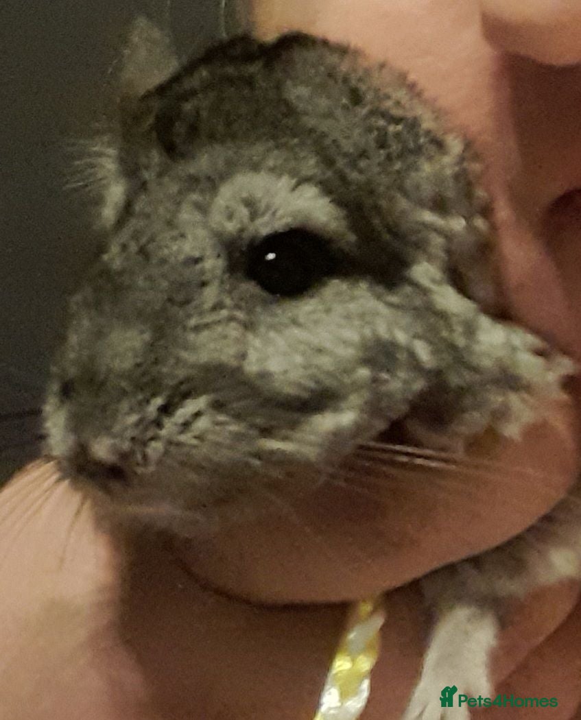 Chinchilla rodents Two chinchillas for sale - Advert 1