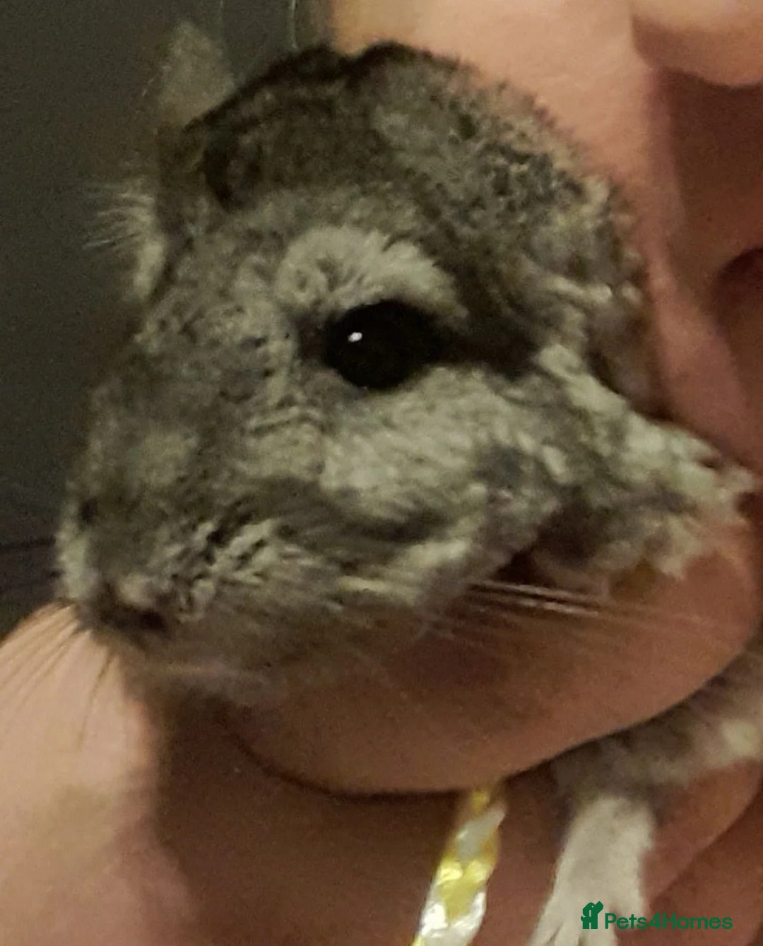 Chinchilla rodents for sale: Two chinchillas for sale - Advert 1