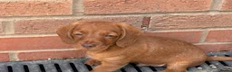 Doxiepoo dogs for sale: Doxipoo  - Advert 3