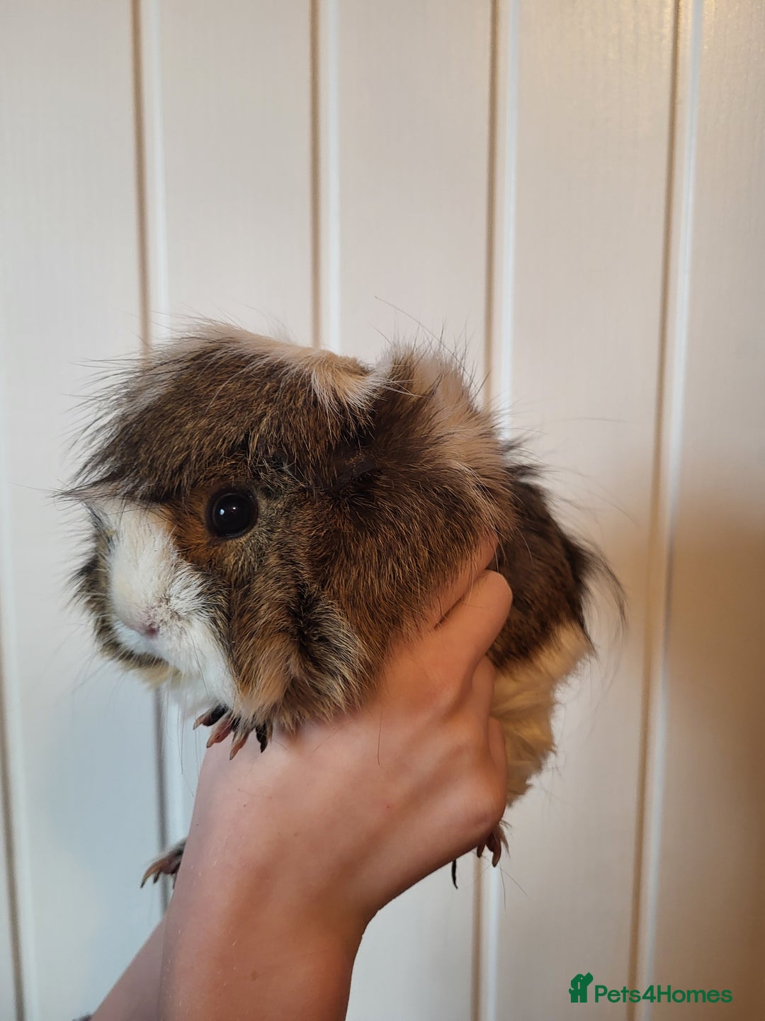 Guinea Pig rodents for sale: Guinea pig - Image 3