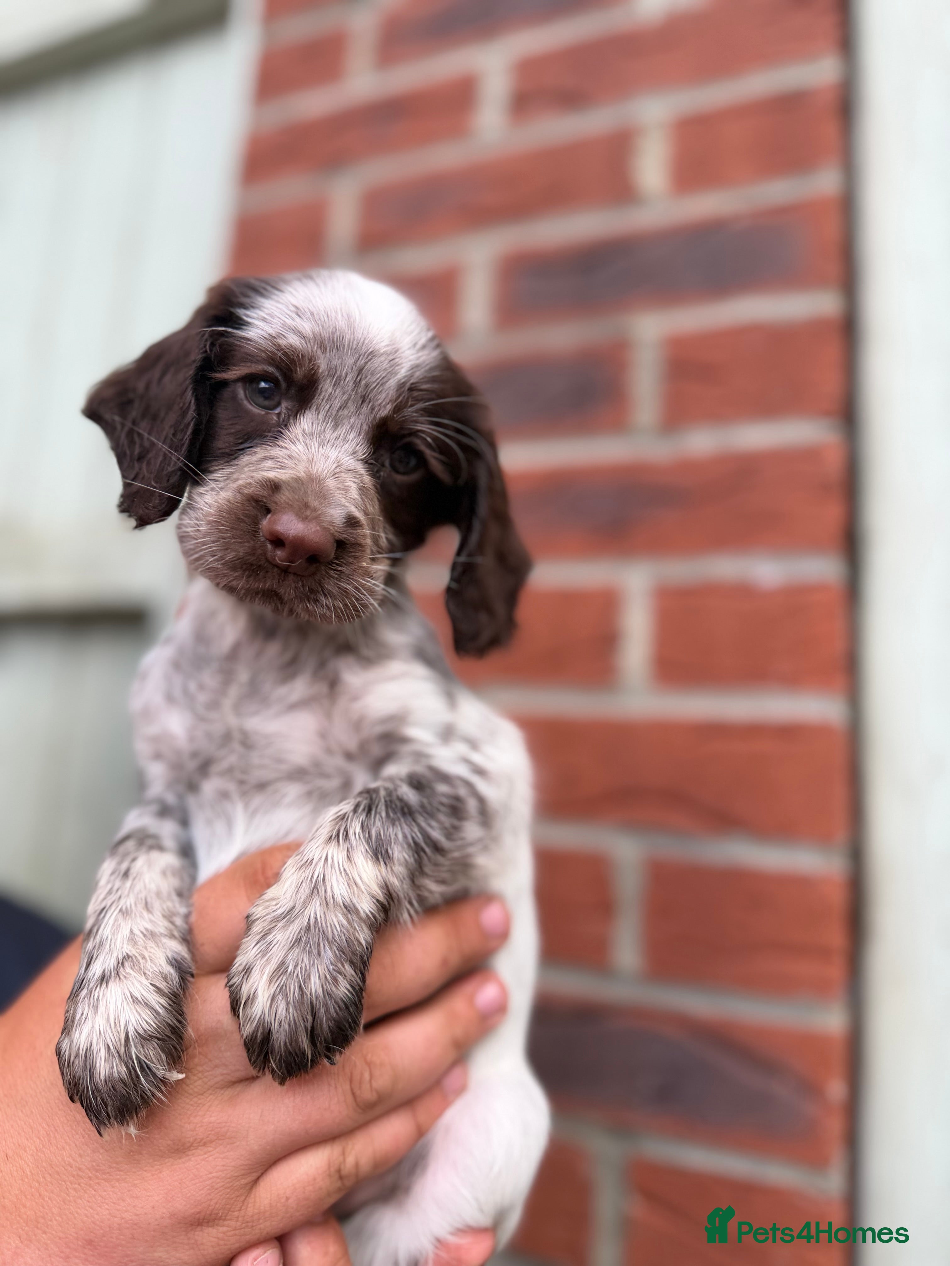 Sprocker dogs 8 Beautiful Sprocker Puppies for Sale  - Advert 2