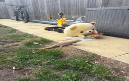 Gecko reptiles for sale: Pinstripe harleyquin crested geckos and Bearded - Image 7