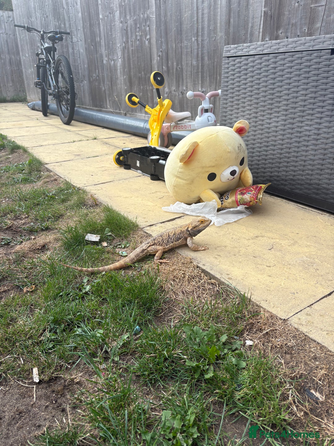 Gecko reptiles for sale: Pinstripe harleyquin crested geckos and Bearded - Image 7