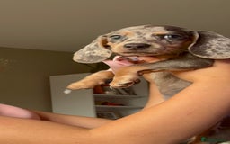 Miniature Dachshund dogs for sale: Miniature dachshund 11 weeks  - Image 1