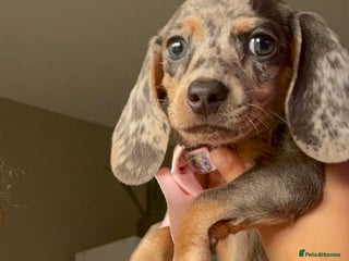 Miniature Dachshund dogs - Advert 11