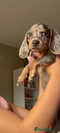 Miniature Dachshund dogs - Advert 14