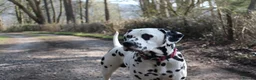 Dalmatian dogs for stud: Health tested, tv and advert star Dalmatian   in Aberdare - Advert 9