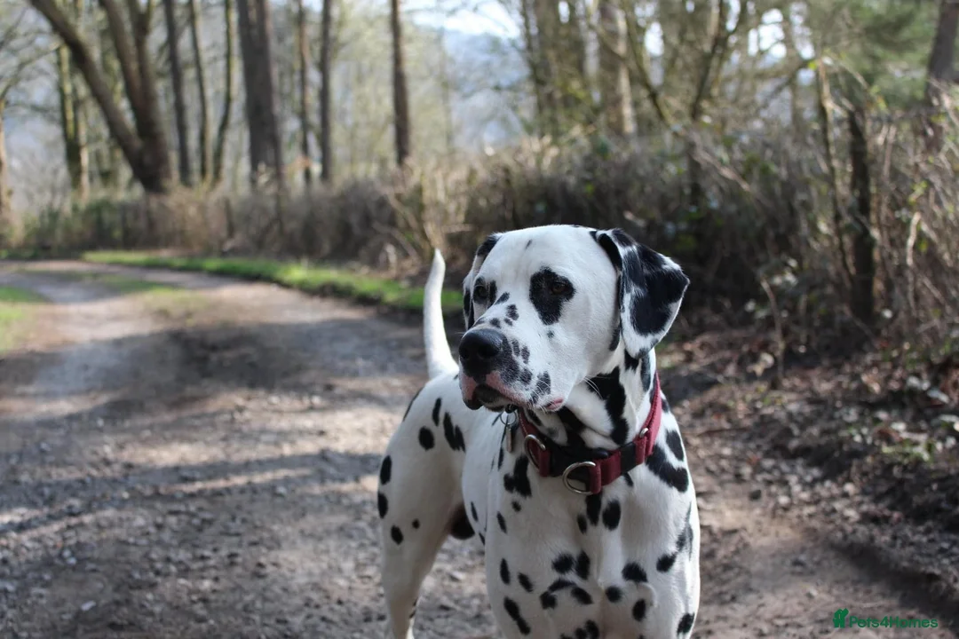 Dalmatian dogs for stud: Health tested, tv and advert star Dalmatian   in Aberdare - Advert 9