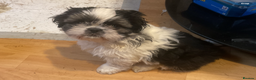Shih Tzu dogs for sale: Shih Tzu puppies , ready to leave now - Advert 9