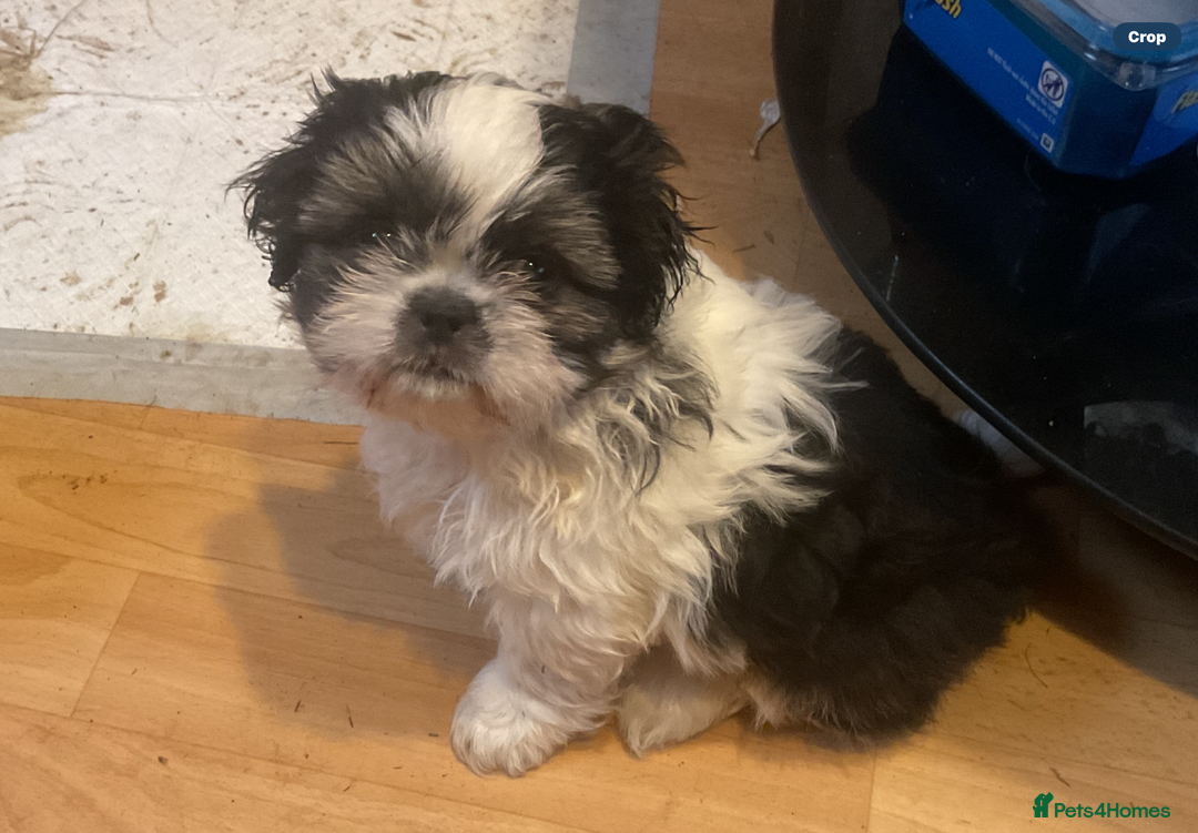 Shih Tzu dogs for sale: Shih Tzu puppies  - Advert 4