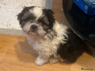 Shih Tzu dogs Shih Tzu puppies , ready to leave now - Advert 7