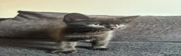 Mixed Breed cats for sale: I have 3 remaining kittens! Ready to go! - Advert 7
