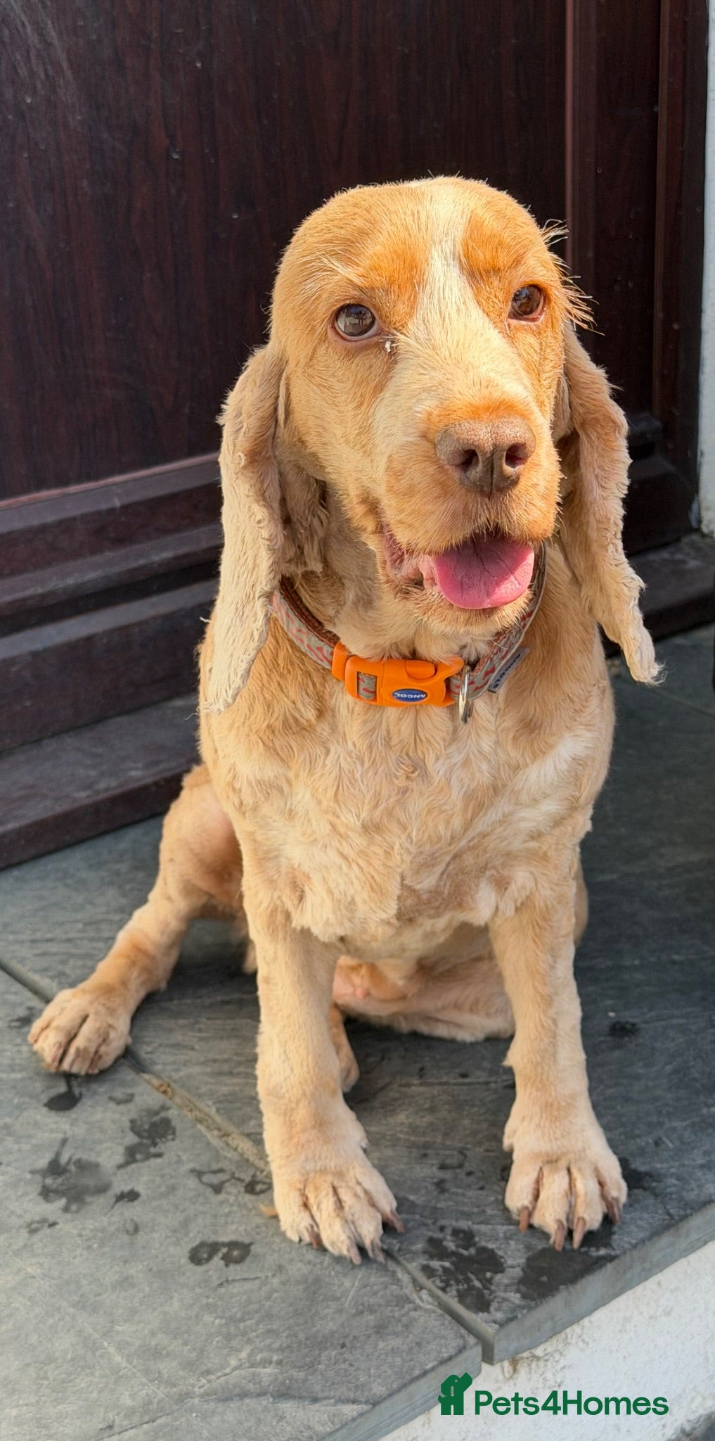 Cocker Spaniel dogs 7 year old cocker spaniel Pumpkin needing a home  - Advert 12