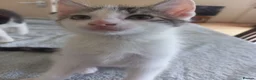 Mixed Breed cats for sale: Gorgeous kittens for sale  in South Croydon - Advert 8