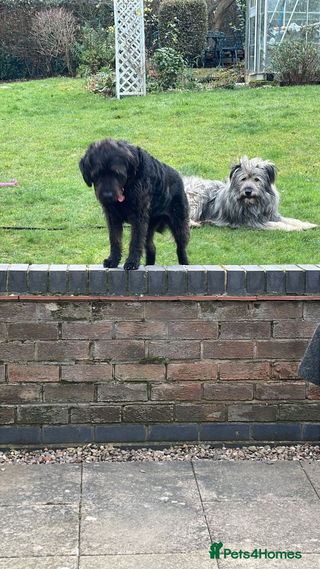 Mixed Breed dogs for adoption: 💙🐶 TEDDI - A Soft 1 year old boy💙🐶  - Advert 4