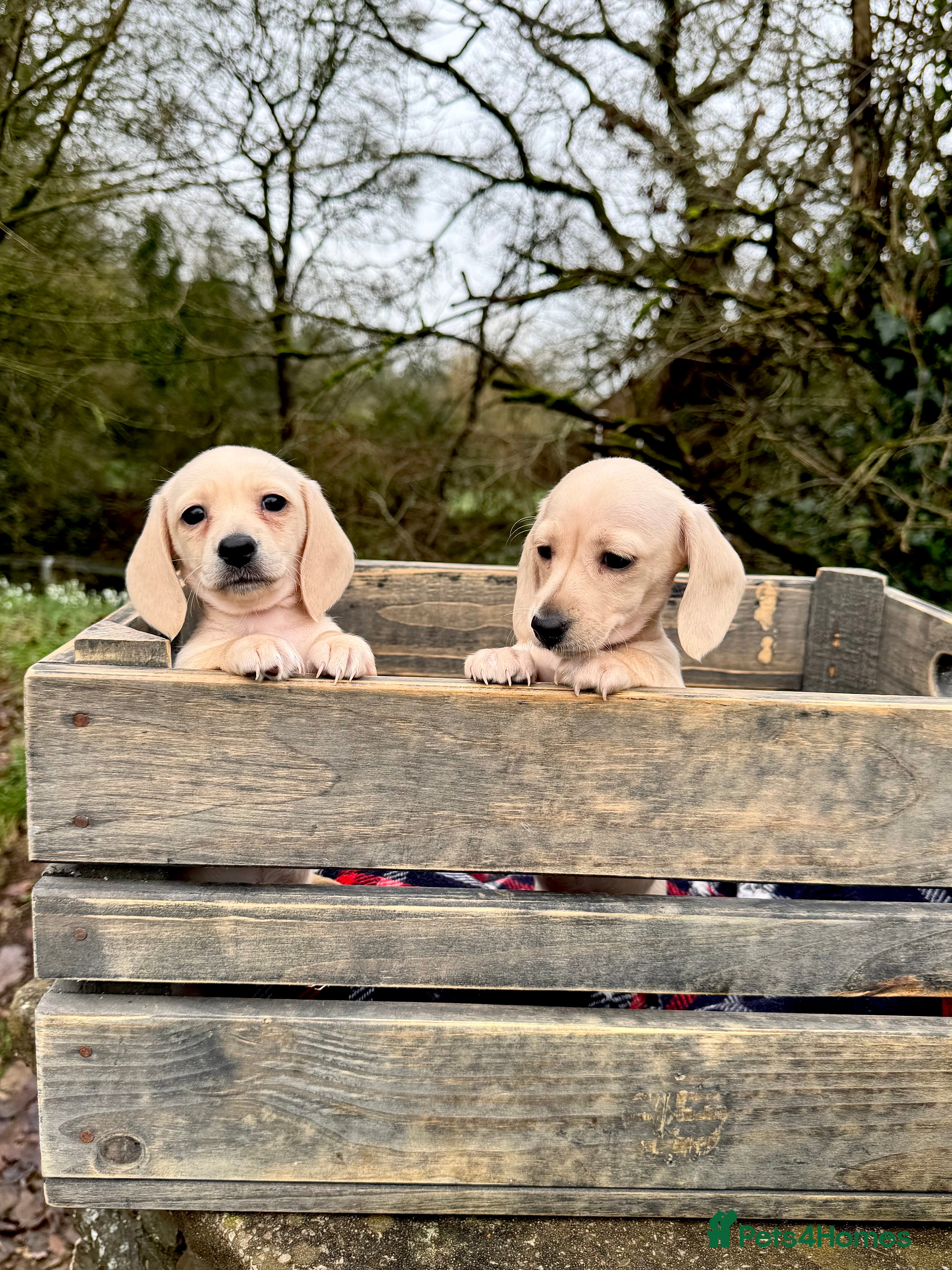 Miniature Dachshund dogs Cream miniature dachshunds-Petal’s Perfect Puppies - Advert 3