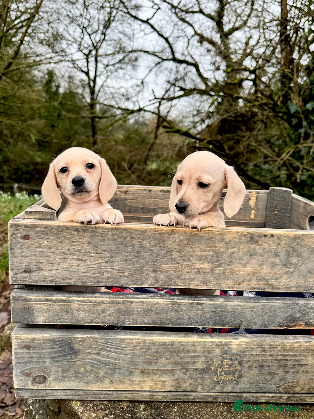 Miniature Dachshund dogs for sale: Cream miniature dachshunds-Petal’s Perfect Puppies - Advert 2