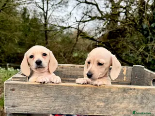 Miniature Dachshund dogs Cream miniature dachshunds-Petal’s Perfect Puppies - Advert 3