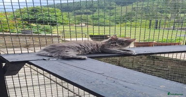 Maine Coon cats - Advert 8