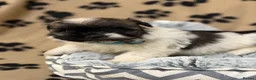Havanese dogs for sale: Beautiful Havanese Kc Reg’d Puppies - Advert 14