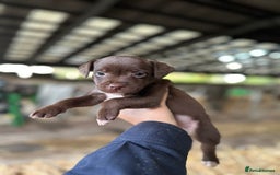 Patterdale Terrier dogs for sale: Patterdale terriers  - Image 2