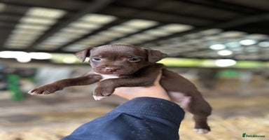 Patterdale Terrier dogs - Advert 5