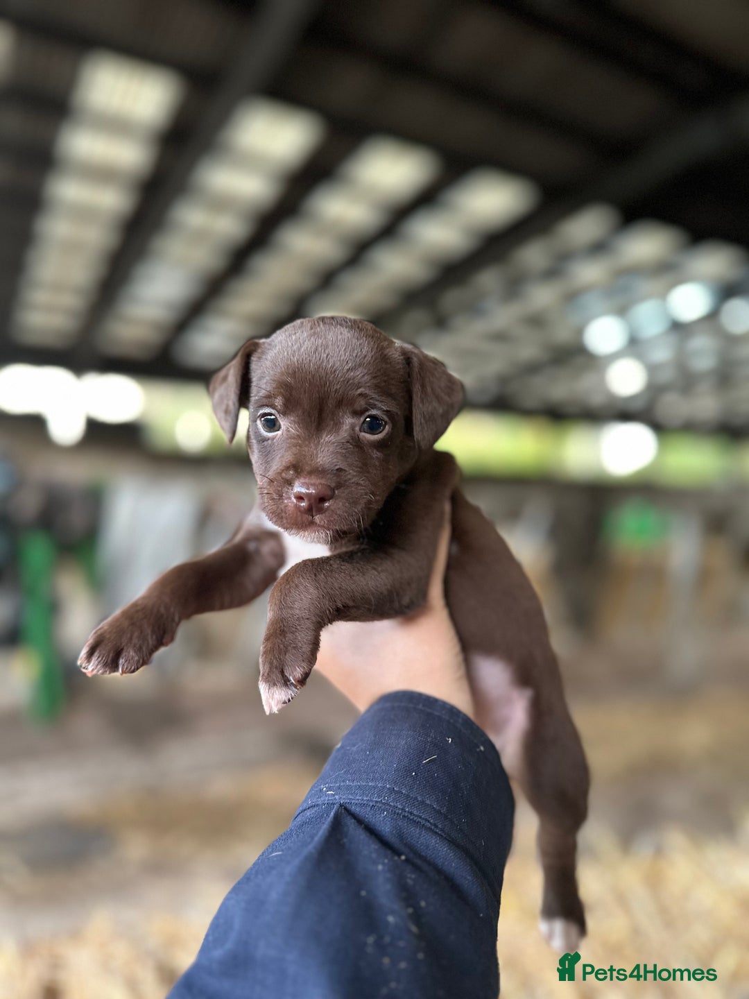 Patterdale Terrier dogs for sale: Patterdale terriers  - Image 2