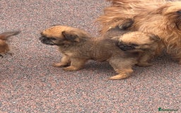 Griffon Bruxellois dogs for sale: Stunning red rough puppy  - Image 6