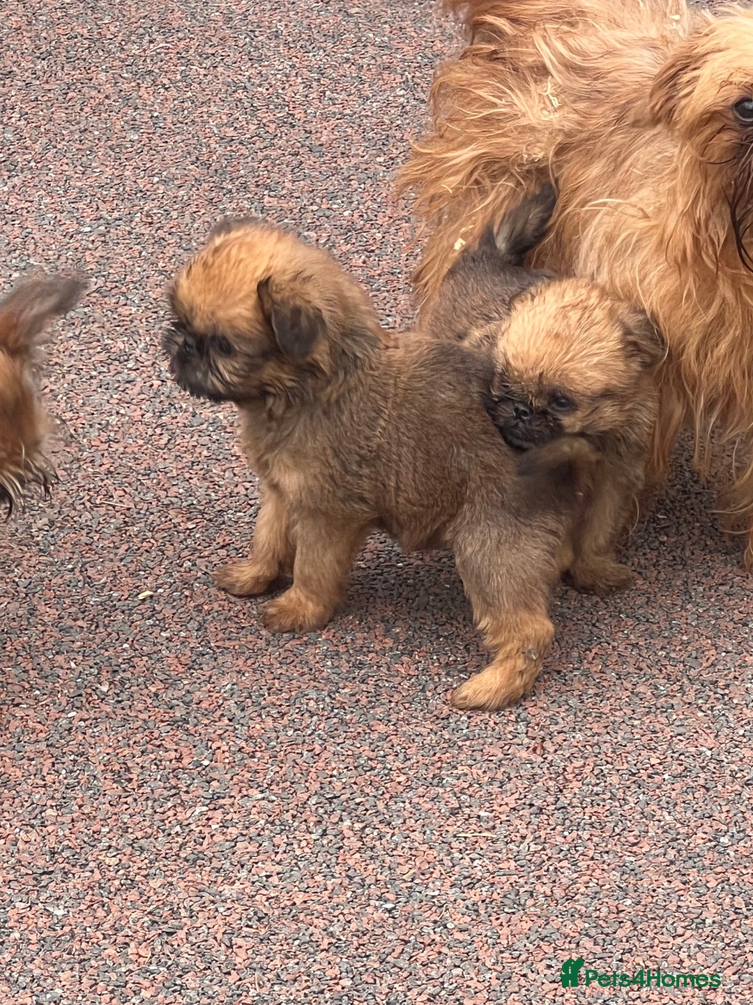 Griffon Bruxellois dogs for sale: Stunning red rough puppy  - Image 6