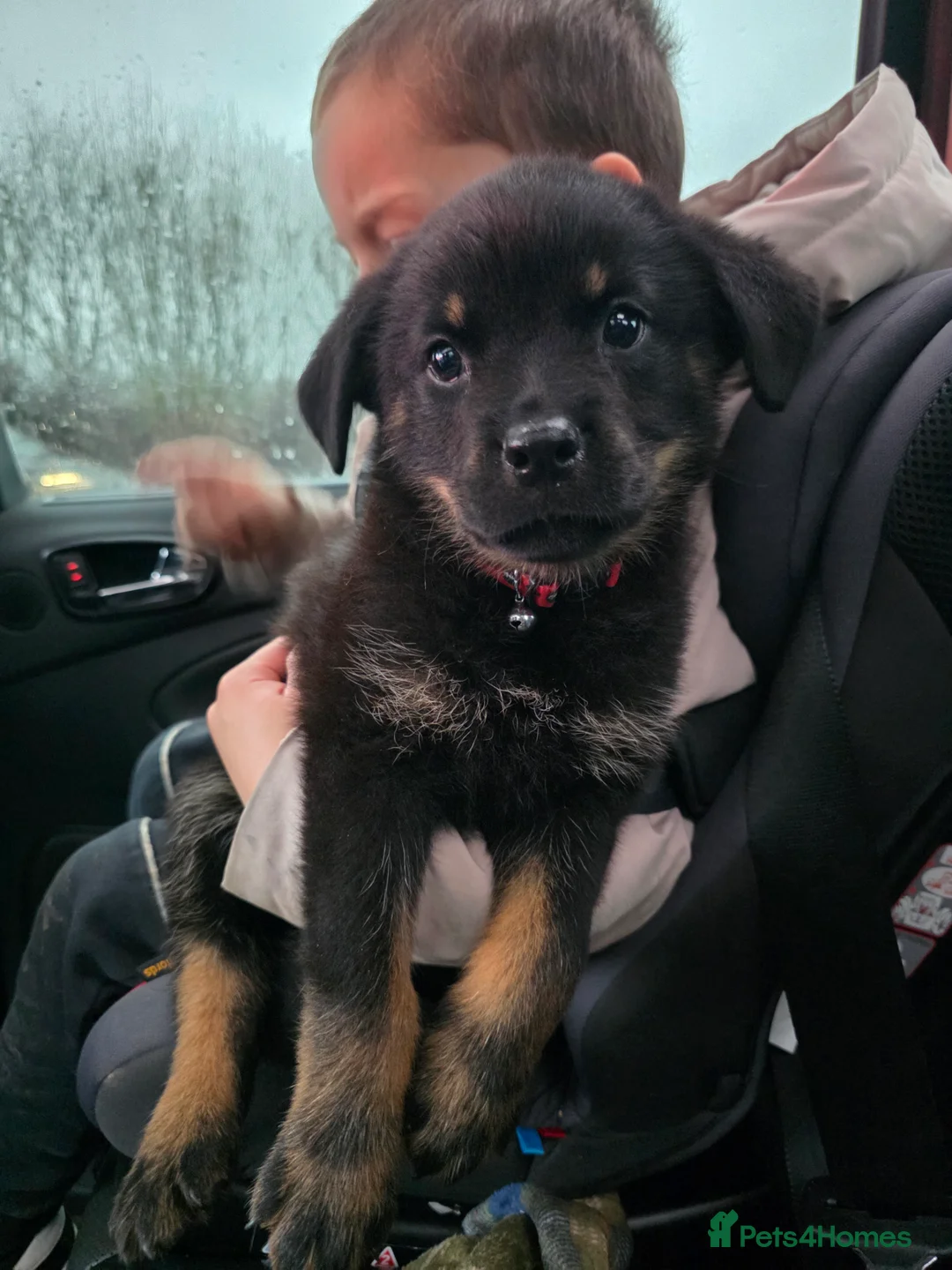 Mixed Breed dogs for sale: Beautiful pup looking for forever sofa  - Advert 10