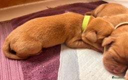Labrador Retriever dogs for sale: KC Reg ‘Fox Red’ Labrador Retrievers  - Image 18