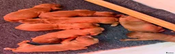 Cocker Spaniel dogs for sale: Dark Golden Cocker Spaniels  - Advert 3