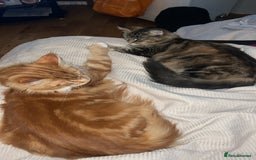 Maine Coon cats for sale: Maine Coon Kittens  - Image 10