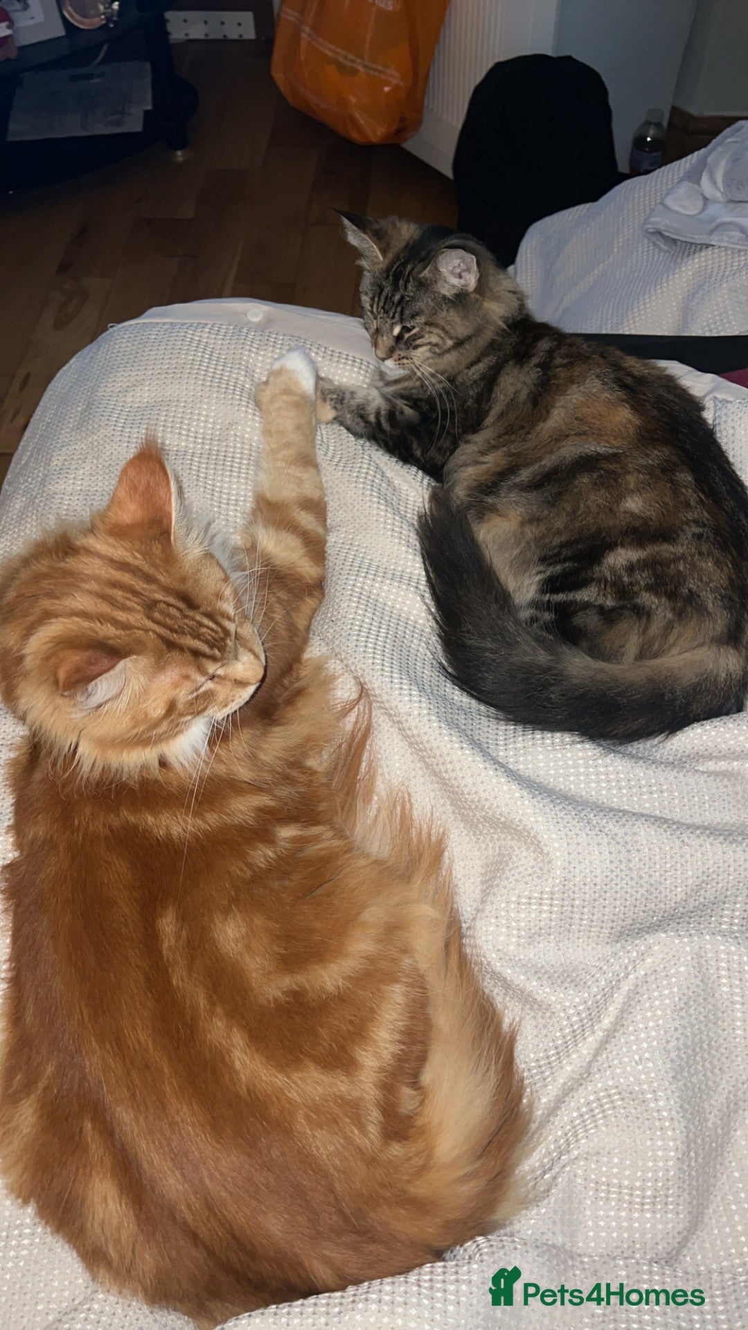 Maine Coon cats for sale: Maine Coon Kittens  - Image 10