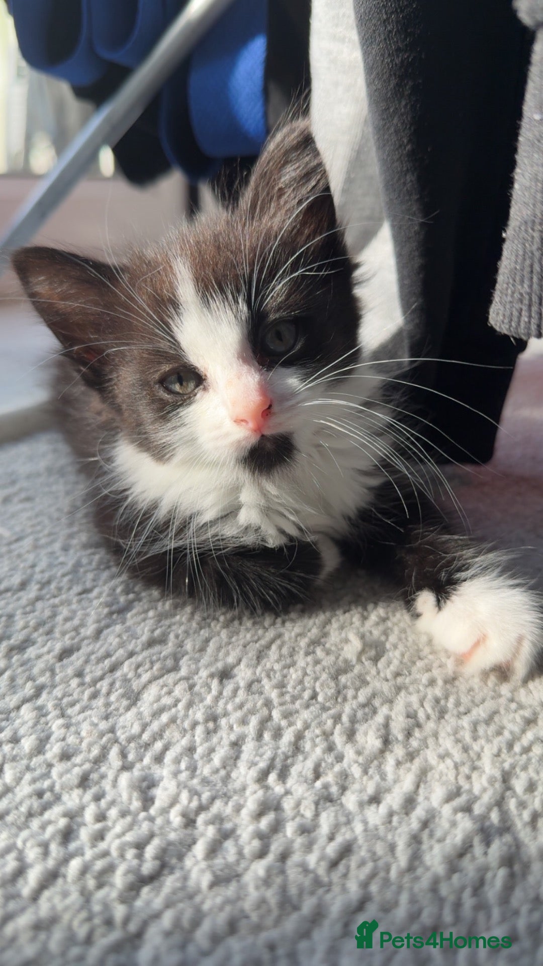 British Longhair cats Beautiful little girl for sale  - Advert 1