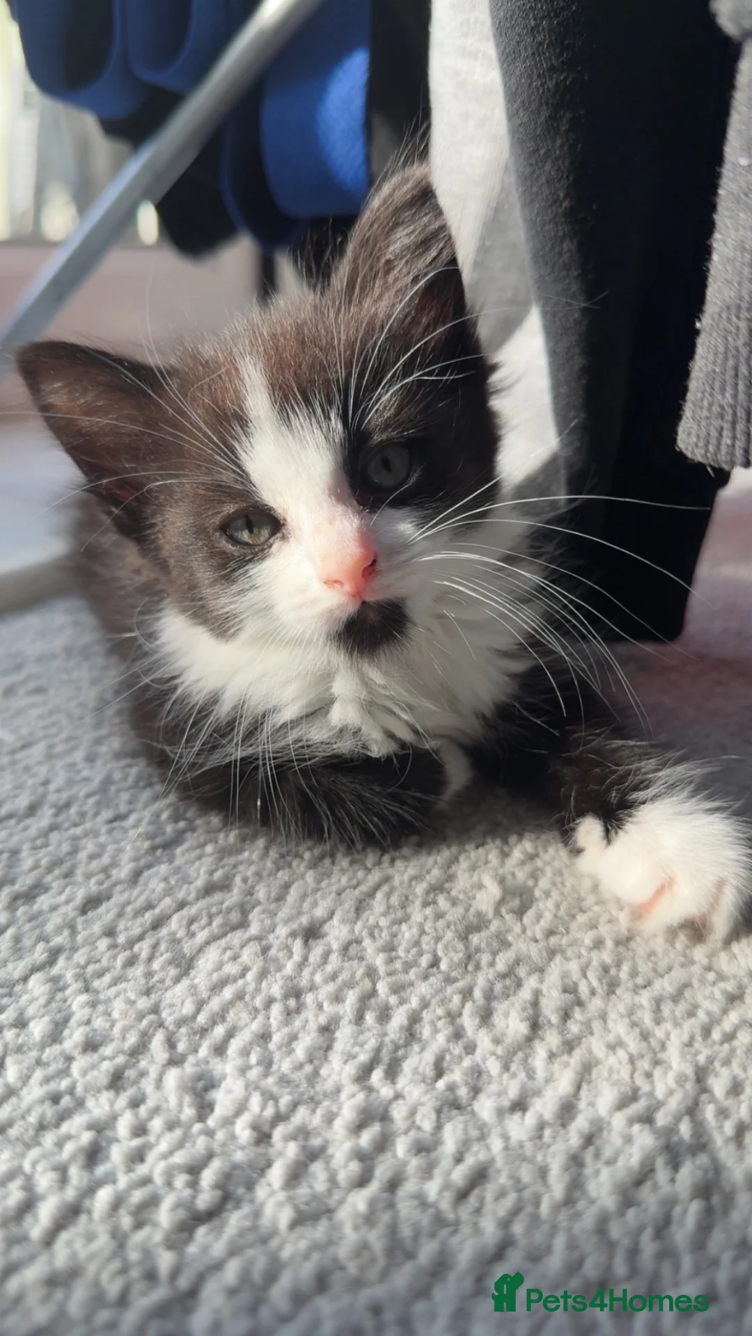 British Longhair cats for sale: Beautiful little girl for sale  - Advert 1